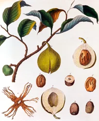 Myrsitica fragrans - nootmuskaat, ca. 1798