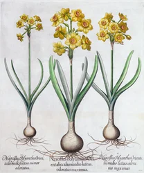 Narcissen, 1613