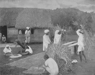 Inheemse arbeiders bereiden rijst in Jamaica, ca. 1890