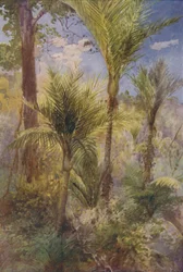 Nieuw-Zeelands bos