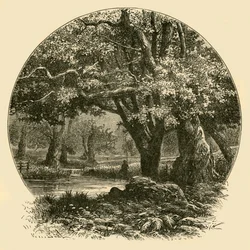 Eiken bij Bradgate