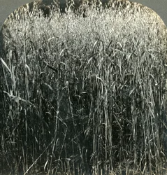 Haver groeit, Pennsylvania, VS, 1903