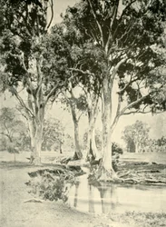 Oude Gums, Mt. Crawford, Zuid-Australië, 1901