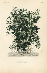 Wilde bosrank, Clematis vitalba