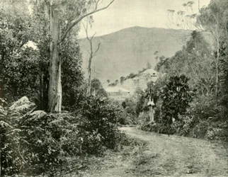 Op de Illawarra Road, N.S.W.