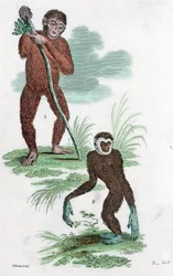 Orang-Oetan en Gibbon, 1822