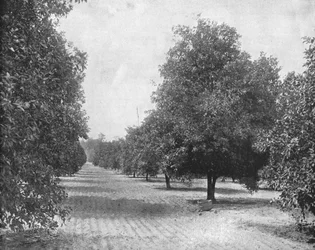 Sinaasappelboomgaard, Seville, Florida, VS, ca. 1900