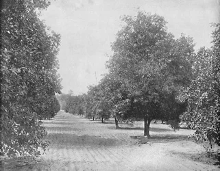 Sinaasappelboomgaard, Sevilla, Florida, ca. 1897
