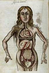 Organen Figuur van een man met zijn inwendige organen blootgelegd