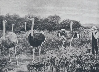 Struisvogels, 1924