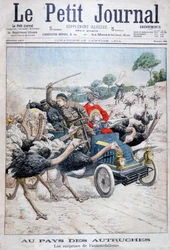 Struisvogels die een auto aanvallen, Californië, VS, 1904