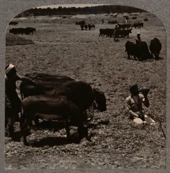 Ossen die graan dorsen, ca. 1900