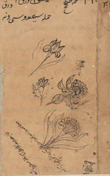 Pagina uit Verhalen van een Papegaai Tuti-nama: tekstpagina, circa 1560