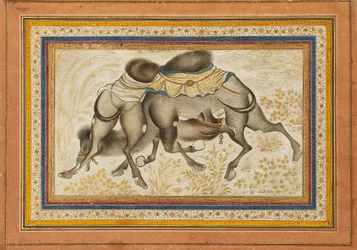 Pagina uit een verspreid muraqqa‘, of album, met twee vechtende kamelen, schilderij ca. 1675