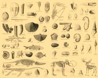 Paleontologie, ca. 1910