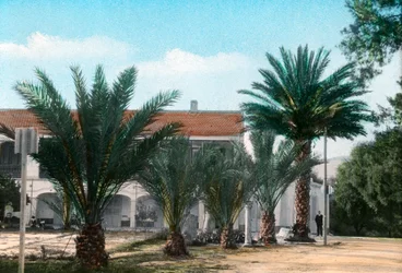 Palmbomen, Hammam Meskoutine, Algerije