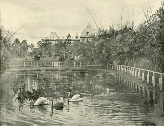 Papyrusvijver, Brisbane Botanische Tuinen, 1901