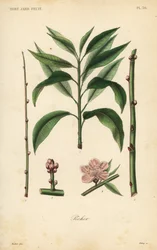Perzikboom