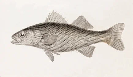 Slingerende Baars, close-up