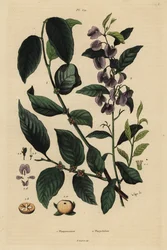 Kaki, Diospyros kaki, en boom hovea of karri blauwe struik, Hovea elliptica Platychilum celsianum