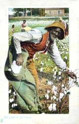 Katoen plukken, VS, ansichtkaart, ca. 1900