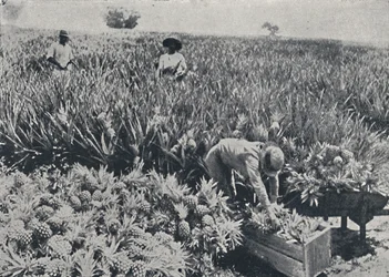 Ananasveld, Queensland, 1923