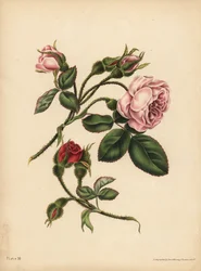 Roze en scharlaken mosroosknoppen, Schoonheid, liefde en poëzie