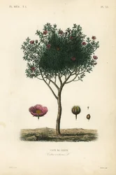 Roze rotsroos, Cistus creticus