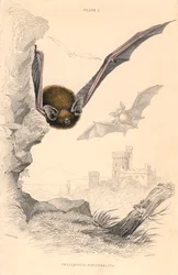 Dwergvleermuis Pipistrellus pipistrellus, 1828