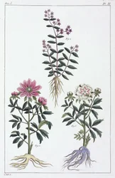 Medicinale planten, China