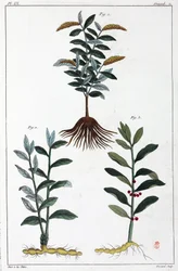 Medicinale planten, China