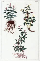 Medicinale planten, China
