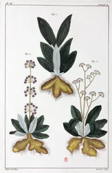 Medicinale planten, China