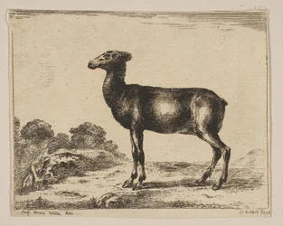 Plaat 15: hinde, uit Diverse dieren Diversi animali