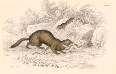 Bunzing Mustela putorius, lid van de wezels