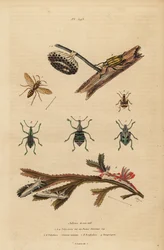 Papierwesp en nest, blauwe snuitkever, wortelkever, zeenaaktslakken op zeewier