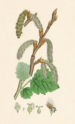 Populus canescens. Grijze populier, 19e eeuw
