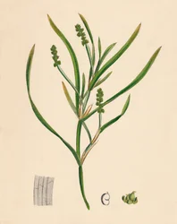 Potamogeton zosterifolius. Gras-wrack-bladige Fonteinkruid, 19e Eeuw