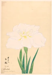 Afdruk, Witte Waterval (Shirataki), nr. 28