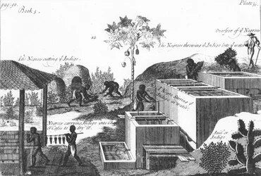 Indigo verf produceren met slavenarbeid: West-Indië of Midden-Amerika, 1725