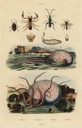Pseudoschorpioen, Octyptera bicolor, knobbelige pelagische octopus en valse oliekever