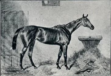 Koningin Bertha, 19e eeuw, 1911