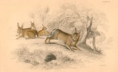 Konijn Oryctolagus cuniculus, 1828