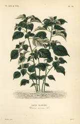 Ramie of Chinese gras, Boehmeria nivea