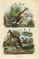 Rode kangoeroe, Macropus rufus, oostelijke grijze kangoeroe, Macropus giganteus, en donkere wallaby, Thylogale brunii