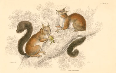 Rode eekhoorn Sciurus vulgaris, boomlevend knaagdier inheems in Europa en Azië, 1828