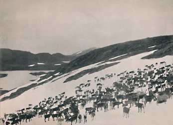 Rendieren op de Bergen, 1914