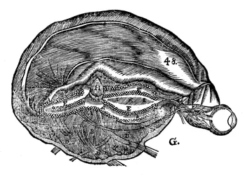 Rene Descartes diagram van de menselijke hersenen en oog, 1692