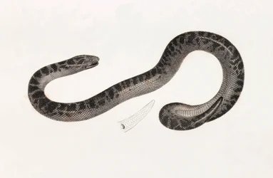 Reptielen: een slang uit Delta Boek: 