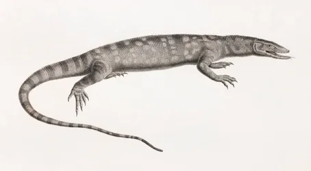 Reptielen: Ouaran van Forskal